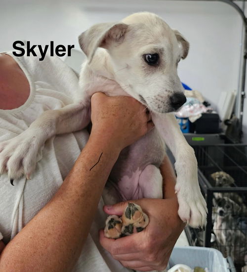 SKLYER