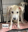 adoptable Dog in gilberts, IL named P-SKYLER