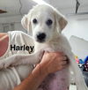 HARLEY