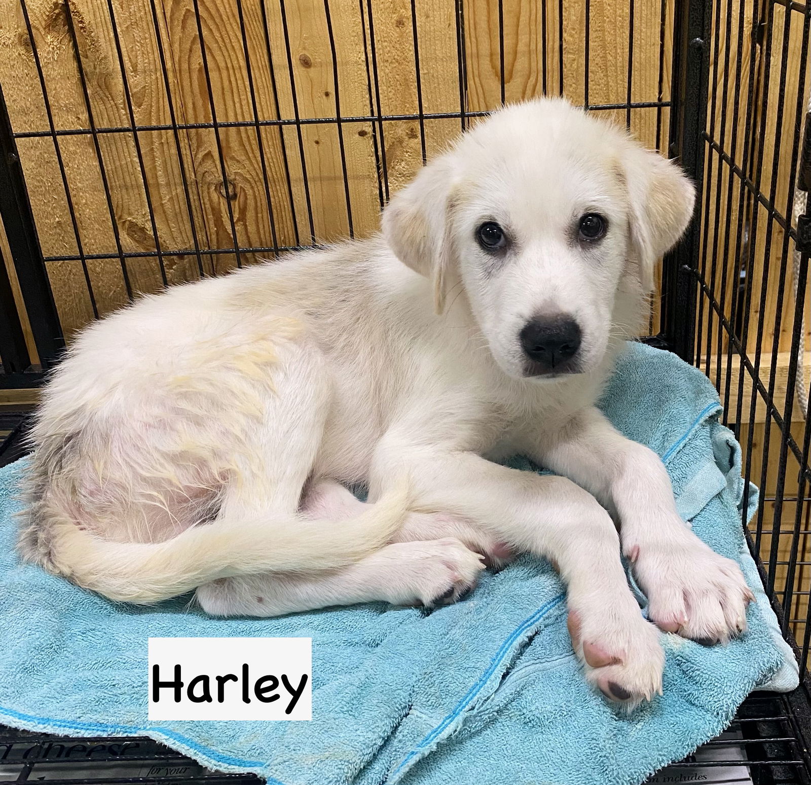 adoptable Dog in Gilberts, IL named P-HARLEY