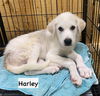 P-HARLEY