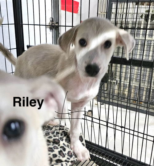 RILEY