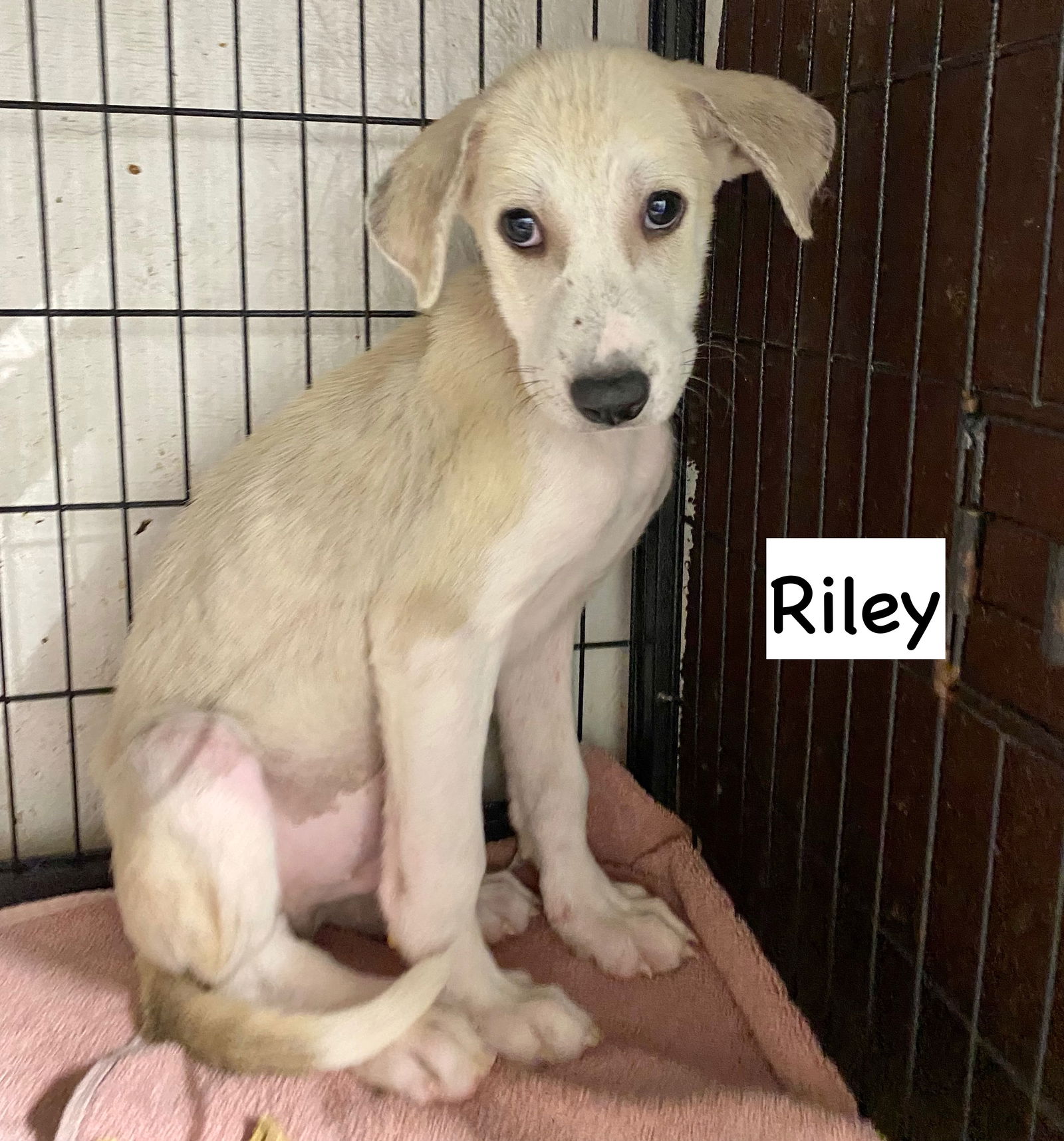 adoptable Dog in Gilberts, IL named P-RILEY
