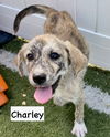 P-CHARLEY