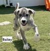 adoptable Dog in gilberts, IL named P-BAILEY