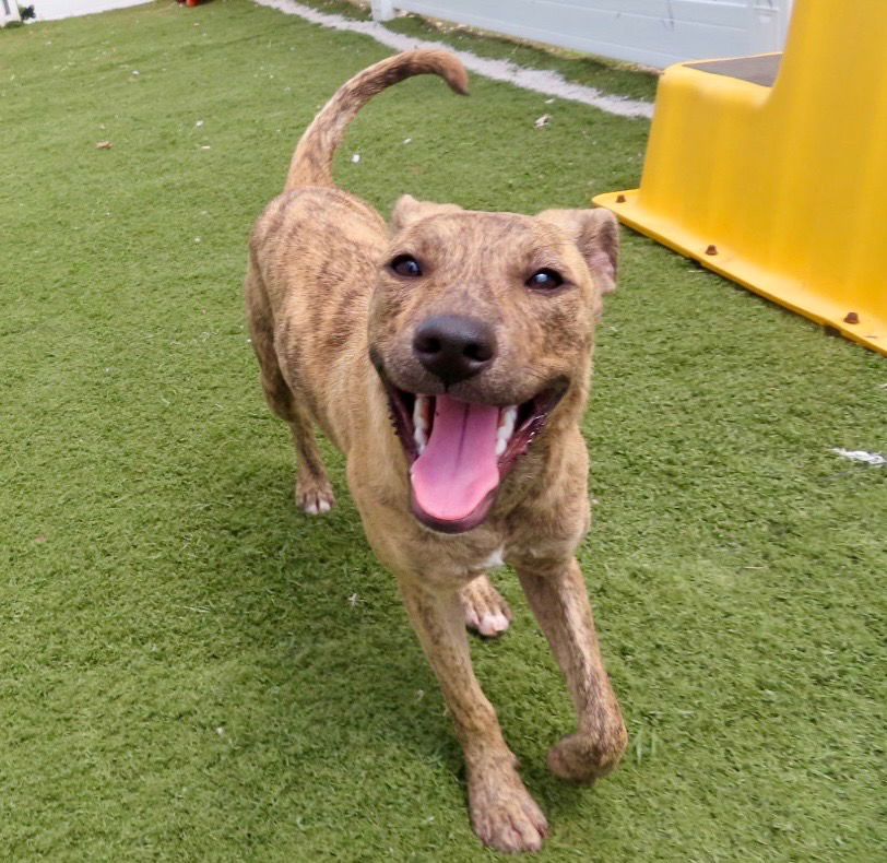 adoptable Dog in Gilberts, IL named FINLEY
