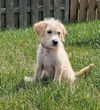 adoptable Dog in gilberts, IL named DIXIE