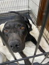 adoptable Dog in , IL named PRISCILLA