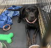 adoptable Dog in  named PRISCILLA