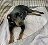 adoptable Dog in , IL named Zelda