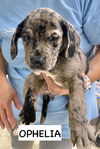 adoptable Dog in , IL named OPHELIA