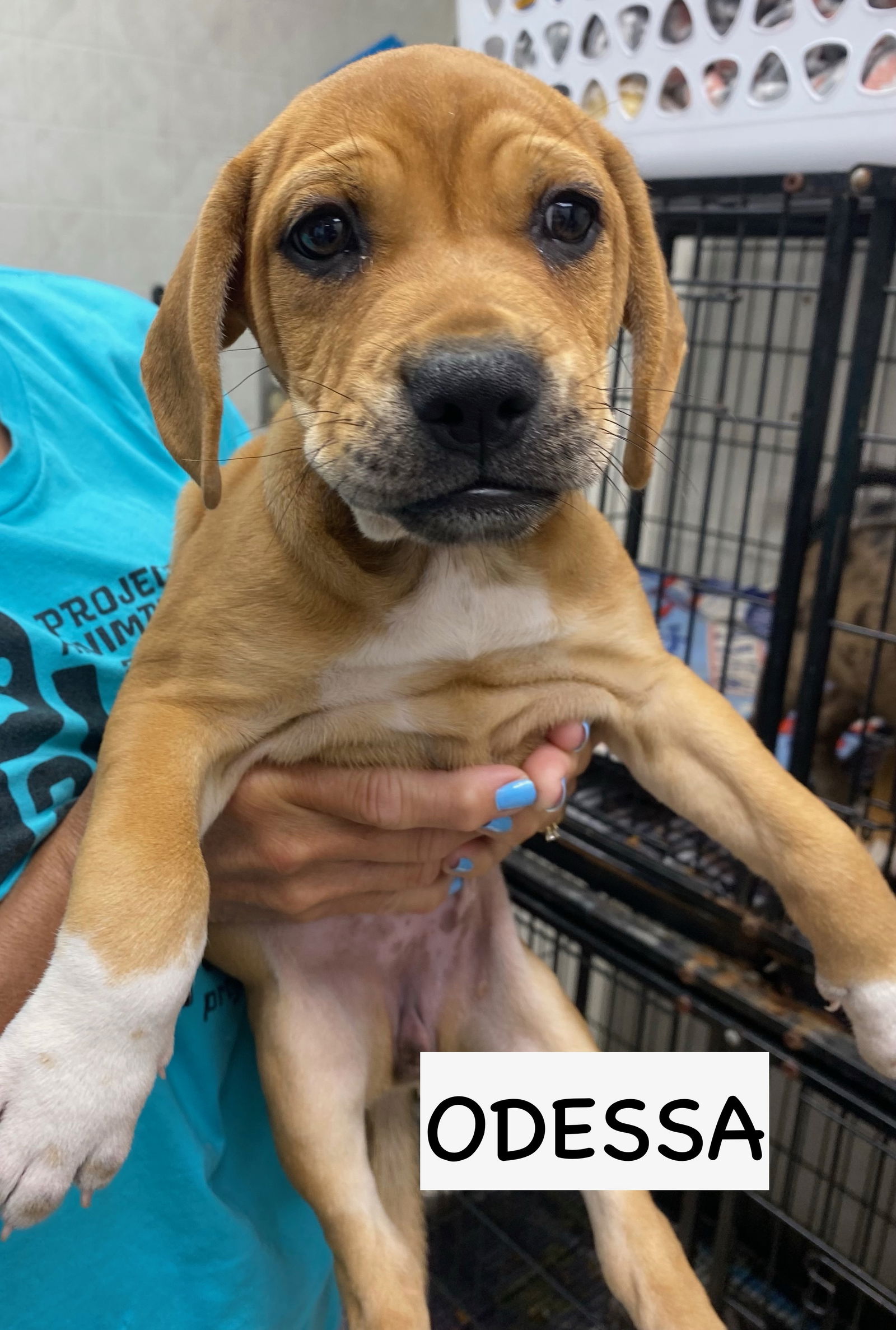 adoptable Dog in Gilberts, IL named ODESSA