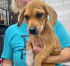 adoptable Dog in , IL named ODESSA