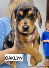 adoptable Dog in gilberts, IL named OAKLYNN