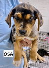 adoptable Dog in gilberts, IL named OSA
