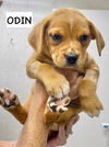 adoptable Dog in gilberts, IL named ODIN