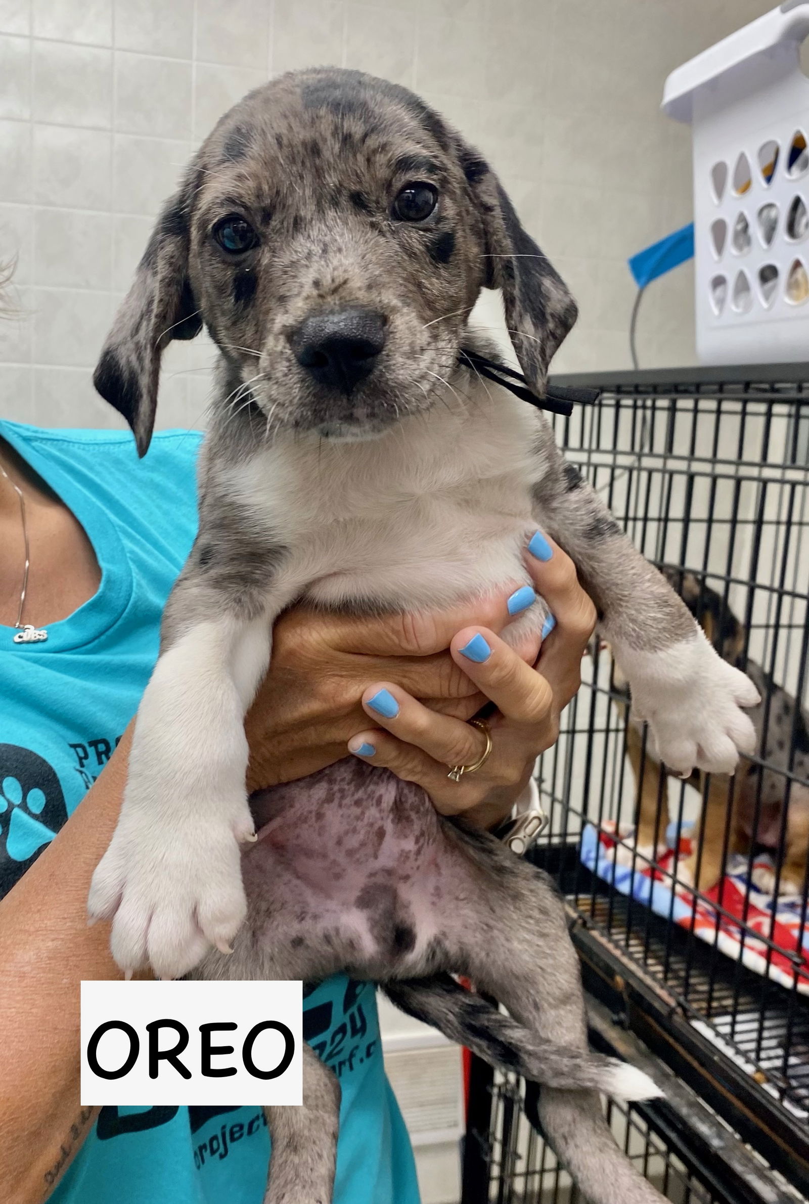 adoptable Dog in Gilberts, IL named OREO