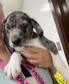 adoptable Dog in , IL named OREO