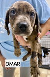 adoptable Dog in gilberts, IL named OMAR