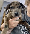 adoptable Dog in , IL named OMAR