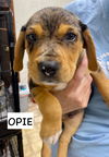 adoptable Dog in gilberts, IL named OPIE