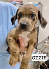 adoptable Dog in , IL named OZZIE
