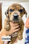 adoptable Dog in , IL named OWEN