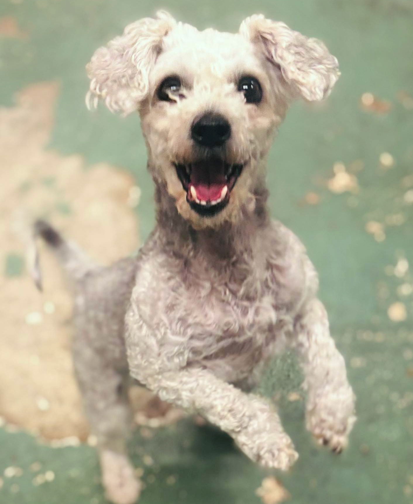 adoptable Dog in Gilberts, IL named POLLY