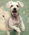 adoptable Dog in , IL named POLLY
