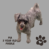 adoptable Dog in , IL named PIA