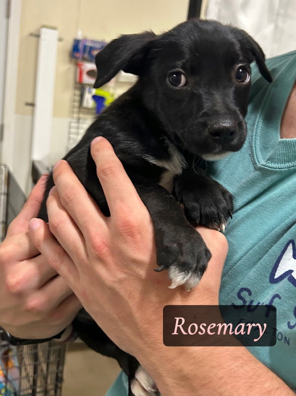 Q - ROSEMARY