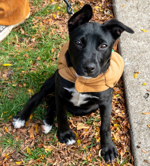 picture of the dog needing adoption