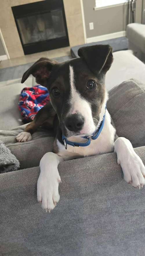 picture of the dog needing adoption