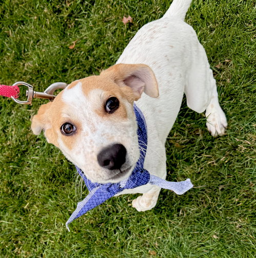 picture of the dog needing adoption