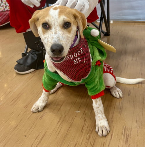 picture of the dog needing adoption