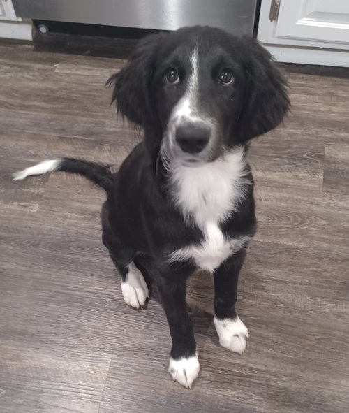 picture of the dog needing adoption