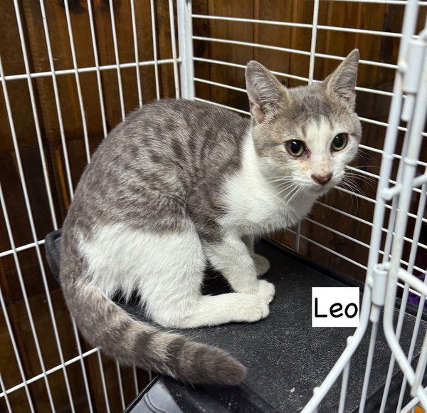 Cat-Leo