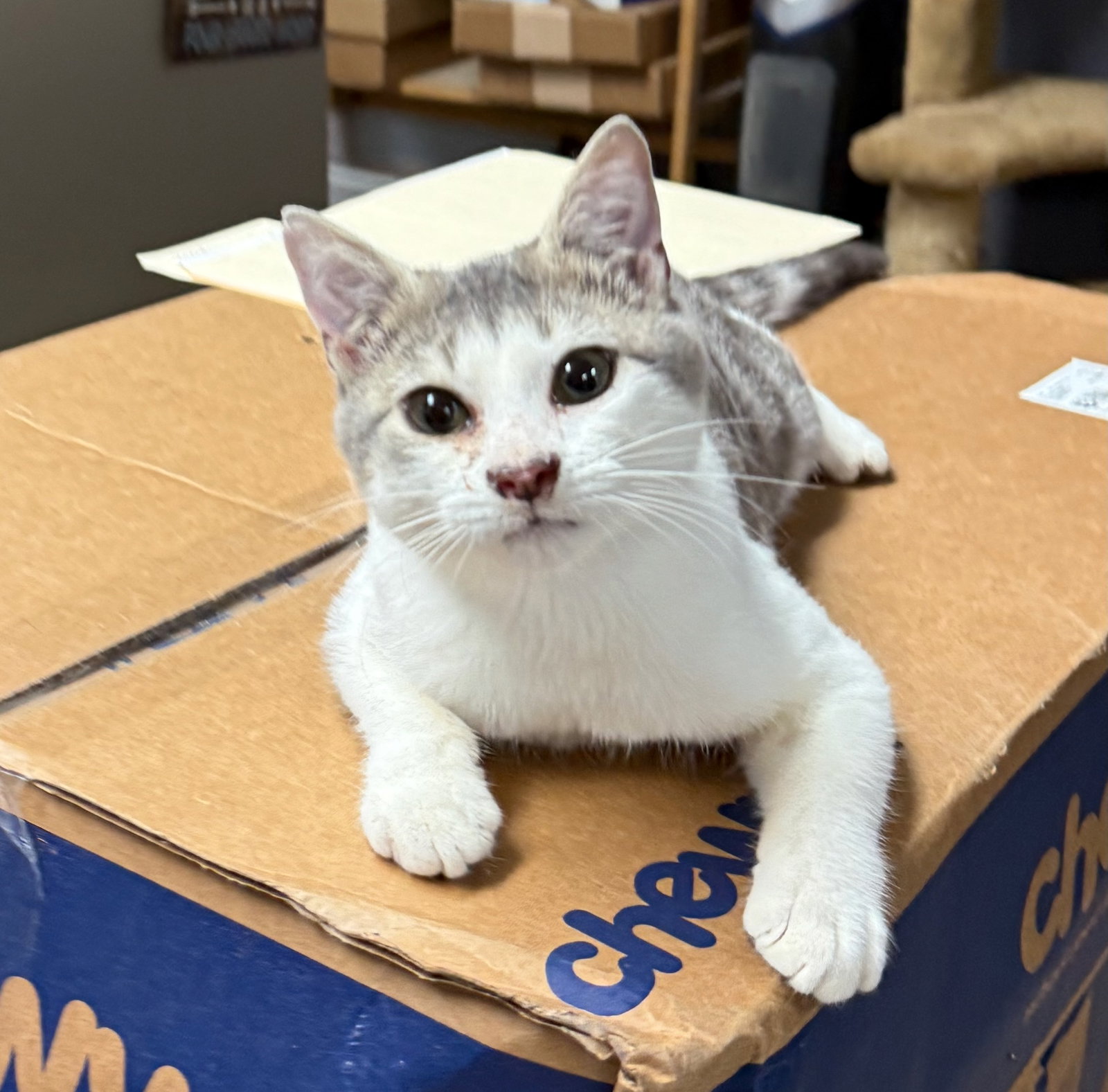 Cat-Leo
