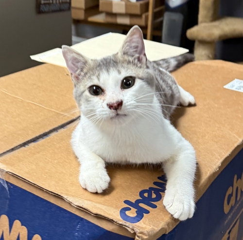 picture of the cat needing adoption