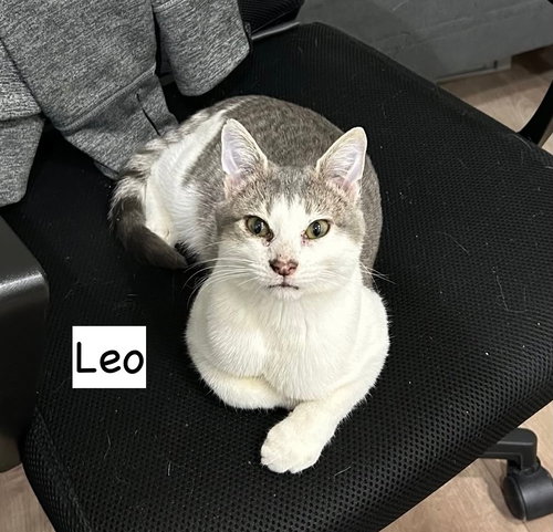 picture of the cat needing adoption