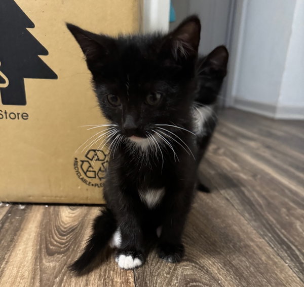 Cat-Unice