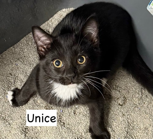 picture of the cat needing adoption