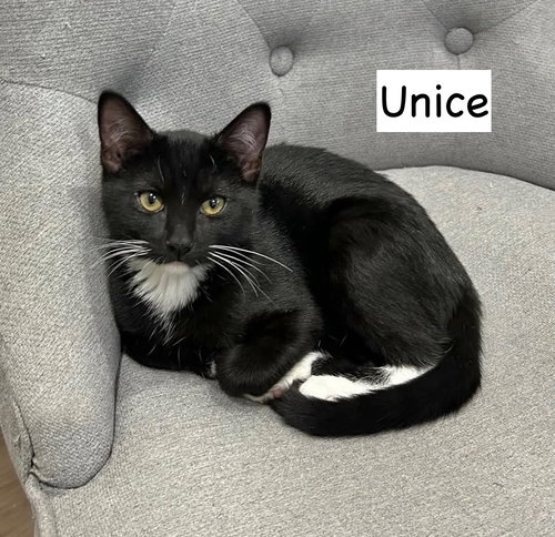 picture of the cat needing adoption