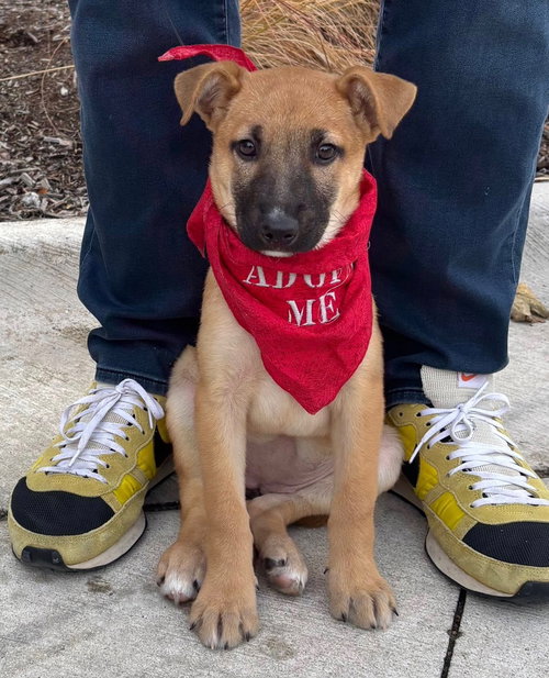 picture of the dog needing adoption