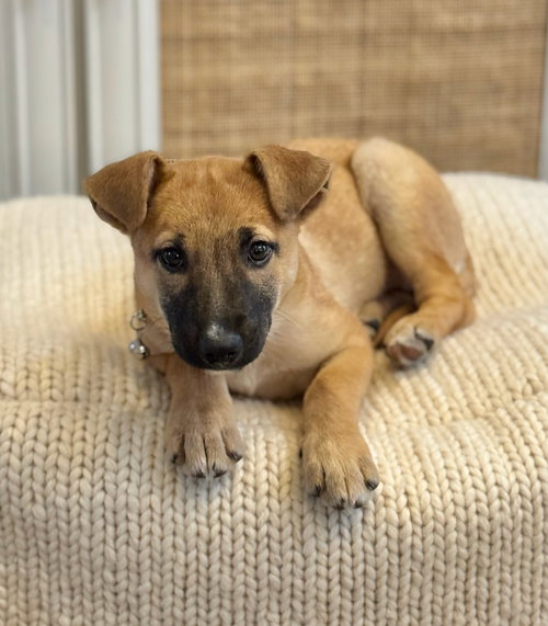 picture of the dog needing adoption