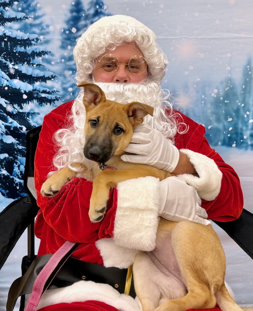 picture of the dog needing adoption