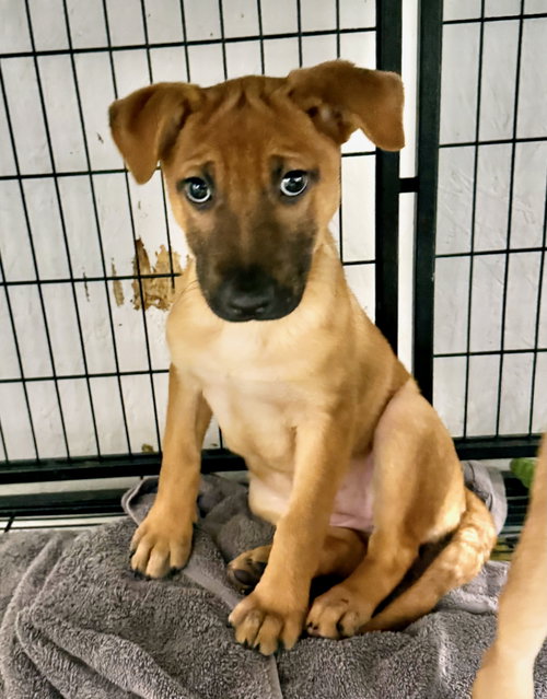 picture of the dog needing adoption