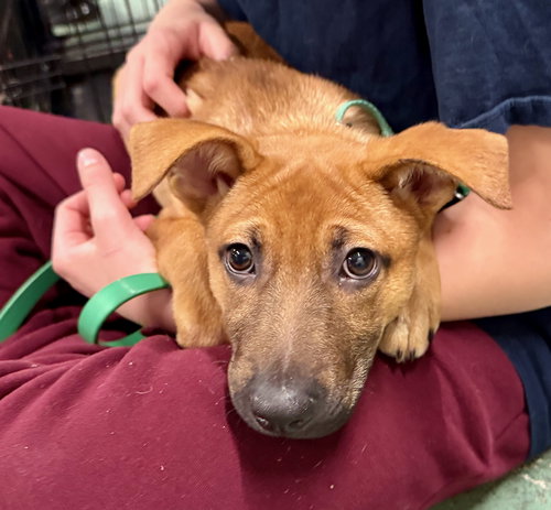 picture of the dog needing adoption