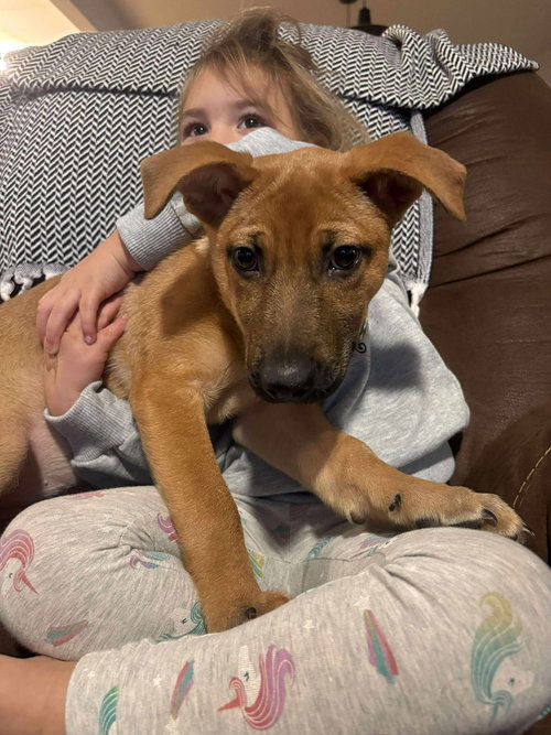 picture of the dog needing adoption