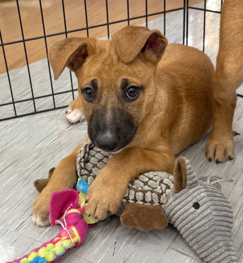 picture of the dog needing adoption